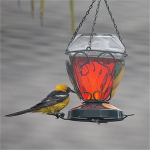 Colibri Deluxe Oriole Feeder