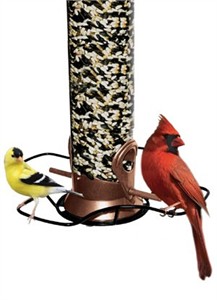 Droll Yankees Versa Perch