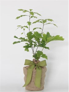 Seeds of Life Enduring Oak Tree Gift Plant
