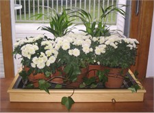 Grow & Show Humidity Tray