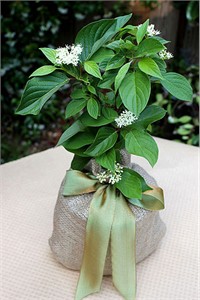Seeds of Life Dogwood Tree Gift Plant